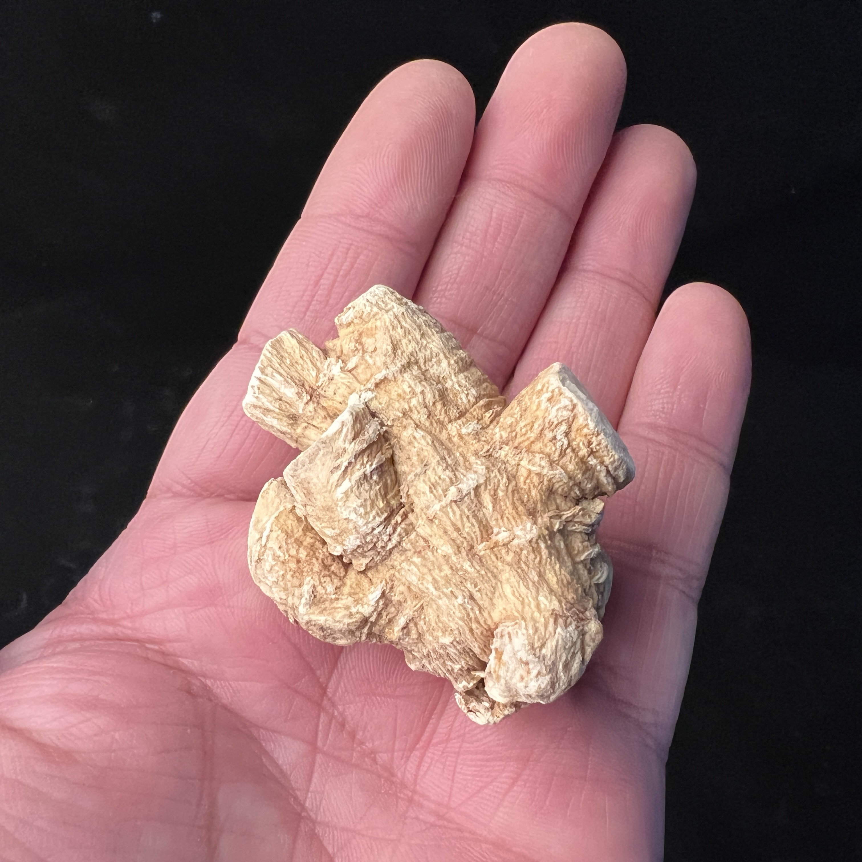 长白山西洋参头整只大头男女泡水煲汤滋补养生500克包邮