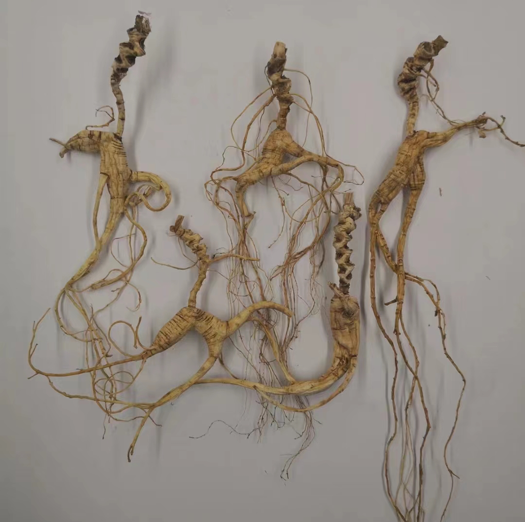 长白山现挖新鲜人参50克100克