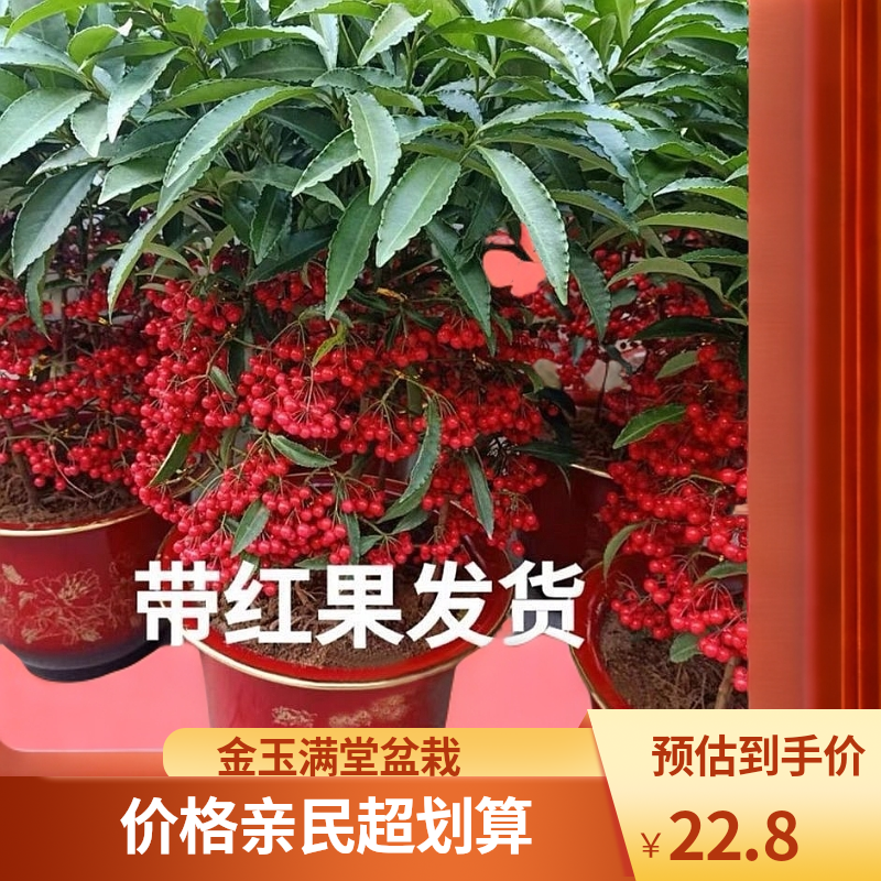 金玉满堂花盆栽植物招财水培植物带果籽盆栽室内客厅绿植水培植物