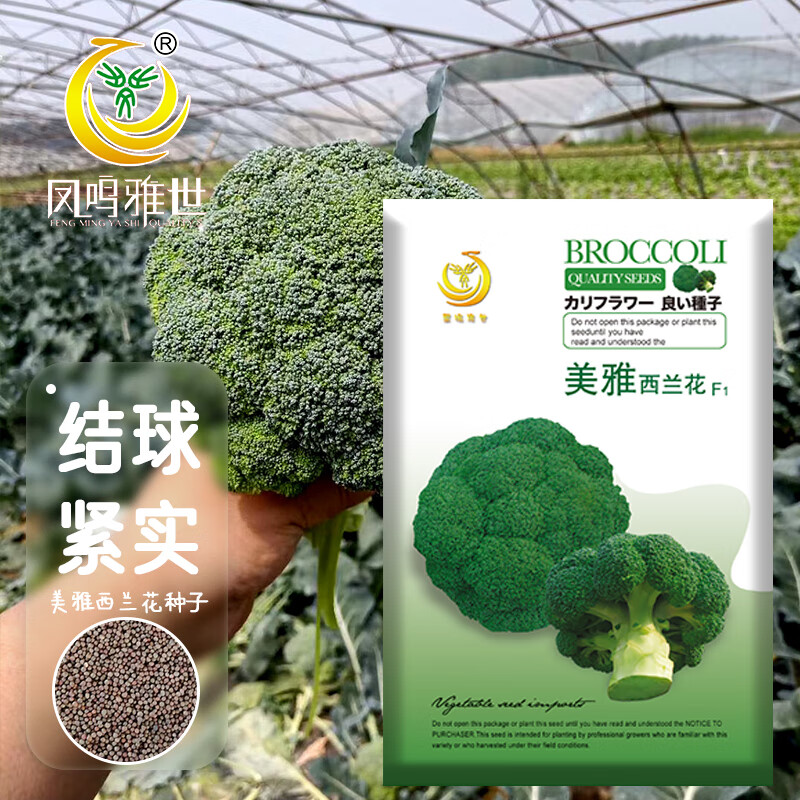 西兰花种子绿青花菜四季阳台大棚西蓝花种籽美雅西蓝花种子200粒