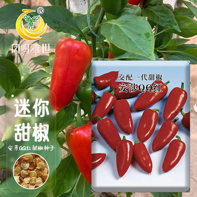水果椒种子灯笼椒种籽沙拉蔬菜籽四季Salad沙拉椒红甜椒种子10粒