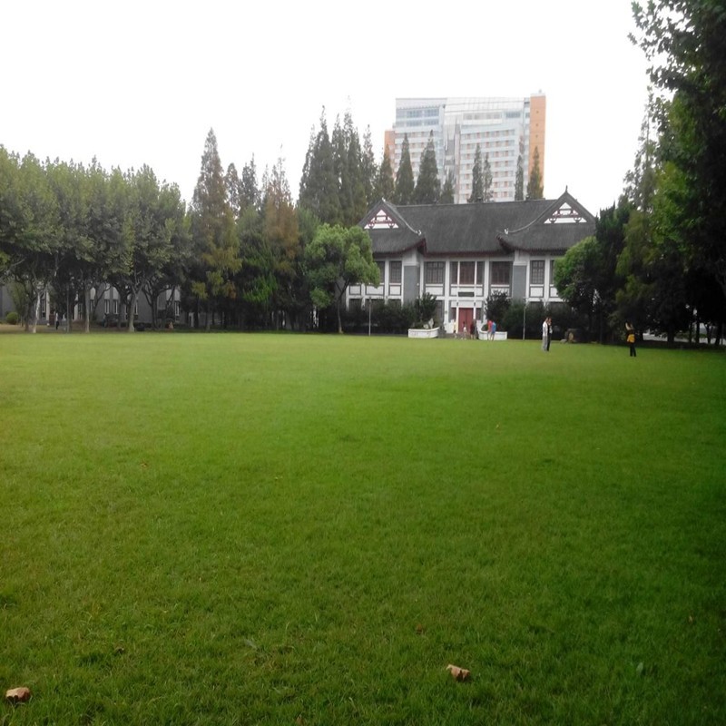 进口草坪种子500克早熟禾草种四季耐践踏庭院耐寒草庭院别墅绿化