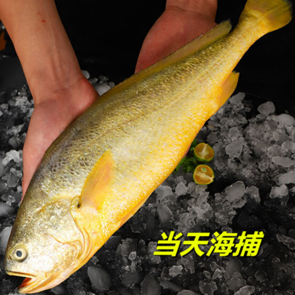【当天海捕黄花鱼】新鲜深海黄花鱼新鲜冷冻生鲜水产冰鲜活小黄鱼