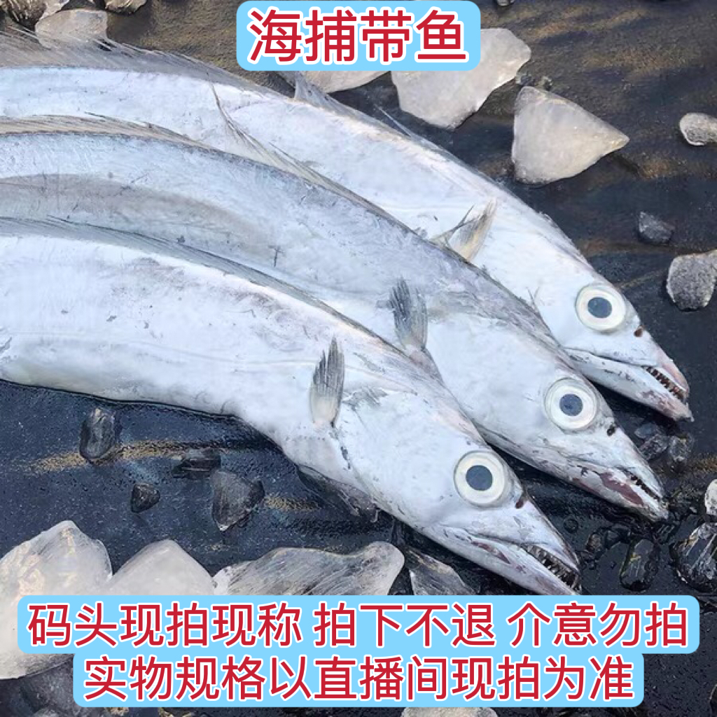 【渔民海捞带鱼】广西北海北部湾野生深海带鱼链接海鲜500g净含量