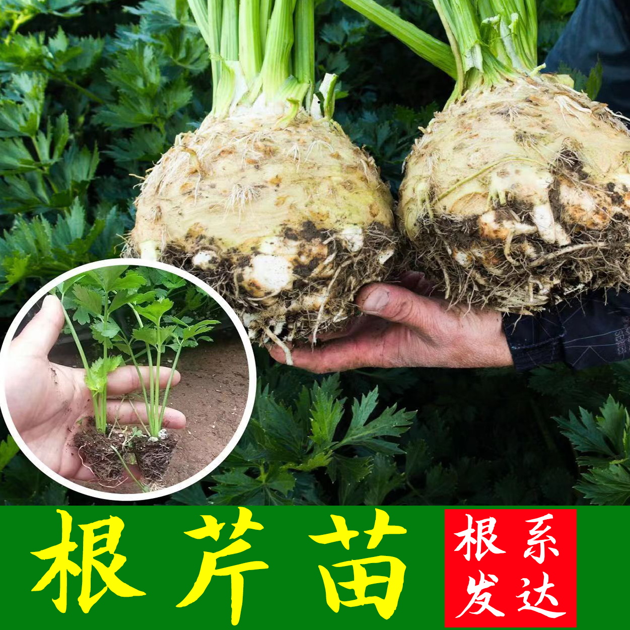 根芹苗秧苗高产皇后西芹苗带土发货四季香芹四季阳台盆栽小院种植