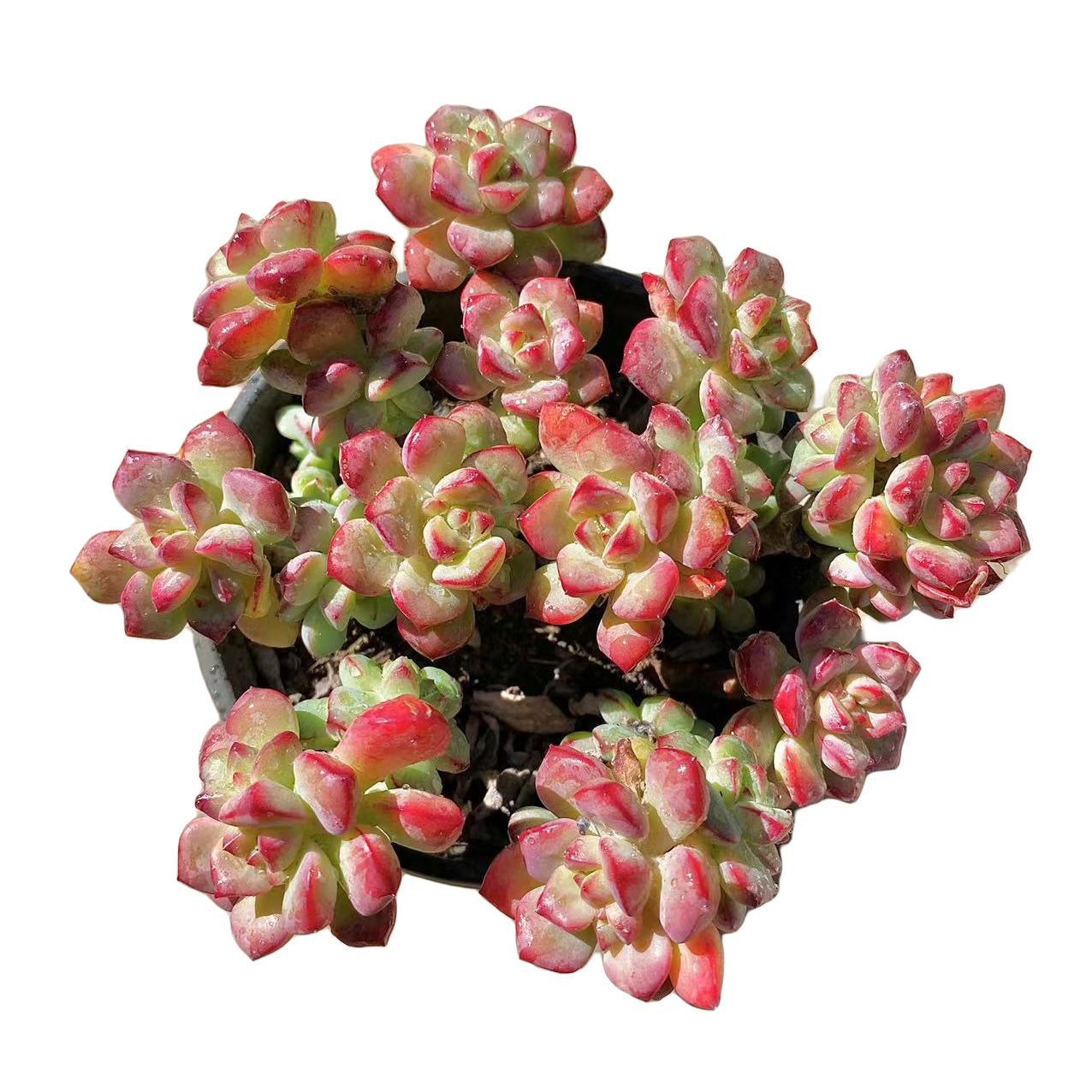 探戈  多肉植物 （满18包邮 直播间展示为准）