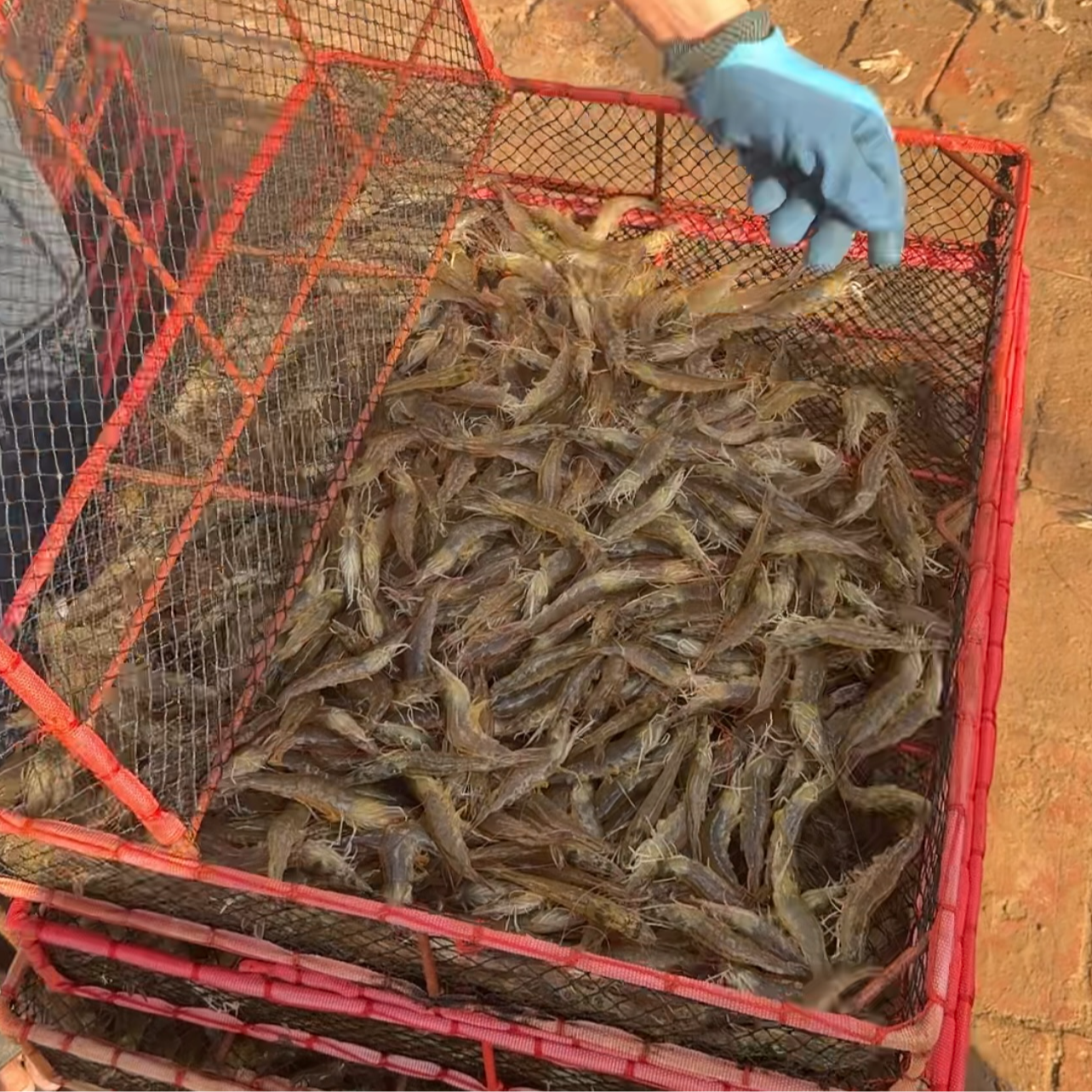 C小 【隆武生鲜】本地盐汪虾 5斤 鲜活速冻 小号虾 顺丰包邮！