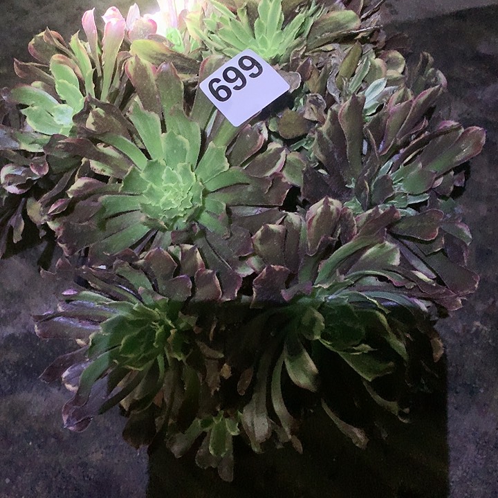 多肉植物粉黛699