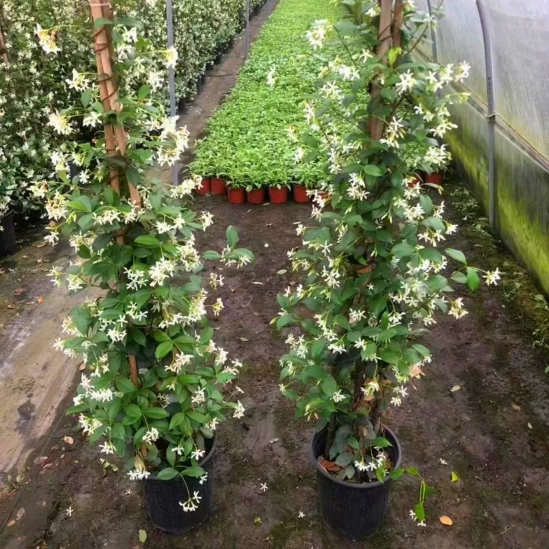 风车茉莉爬藤植物盆栽络石藤蔓垂丝花卉室外阳台庭院四季开花绿植