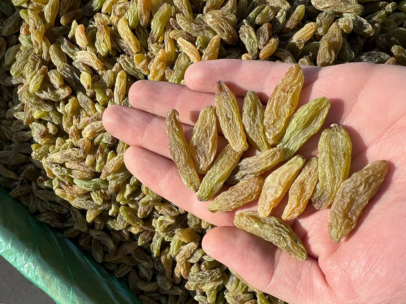 新的绿香妃葡萄干新货