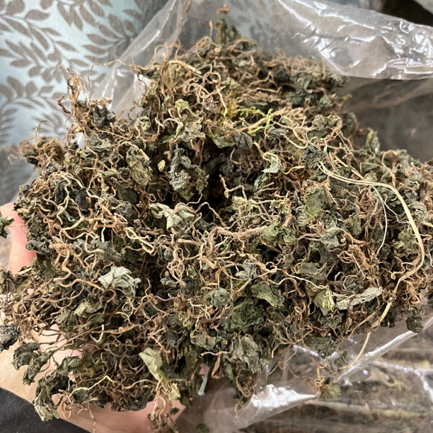 【大海干货店】叶 青天葵葵