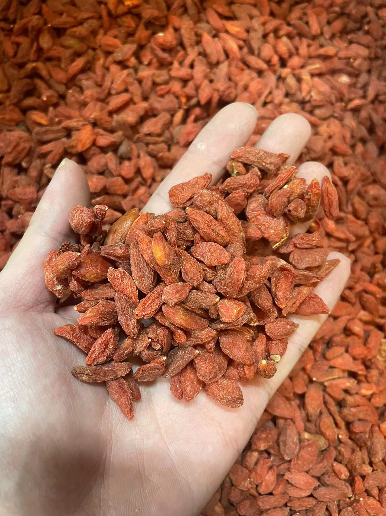 【大海干货店】宁夏杞子