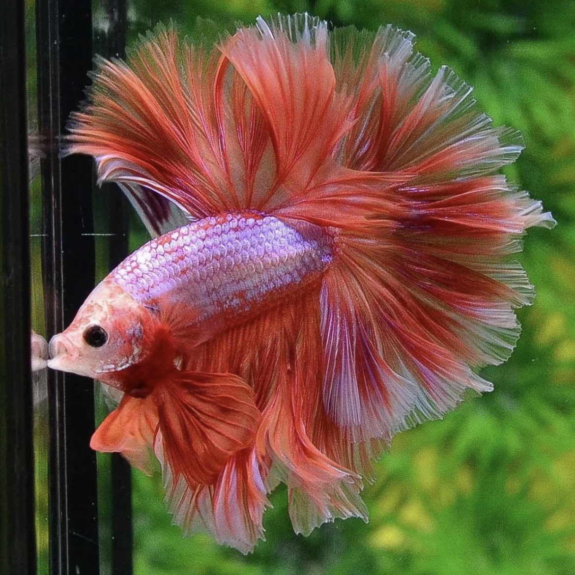 C13（289-312）精品泰国斗鱼小型热带观赏鱼（直播间选鱼）