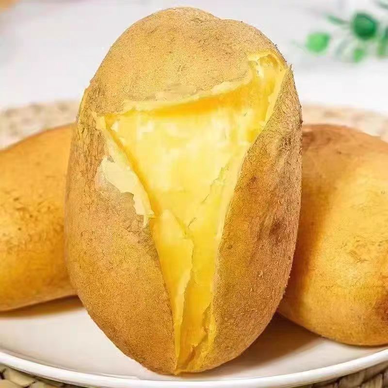 贵州威宁新洋芋农家种植高山本地现挖黄心黄皮新鲜大土豆马铃薯