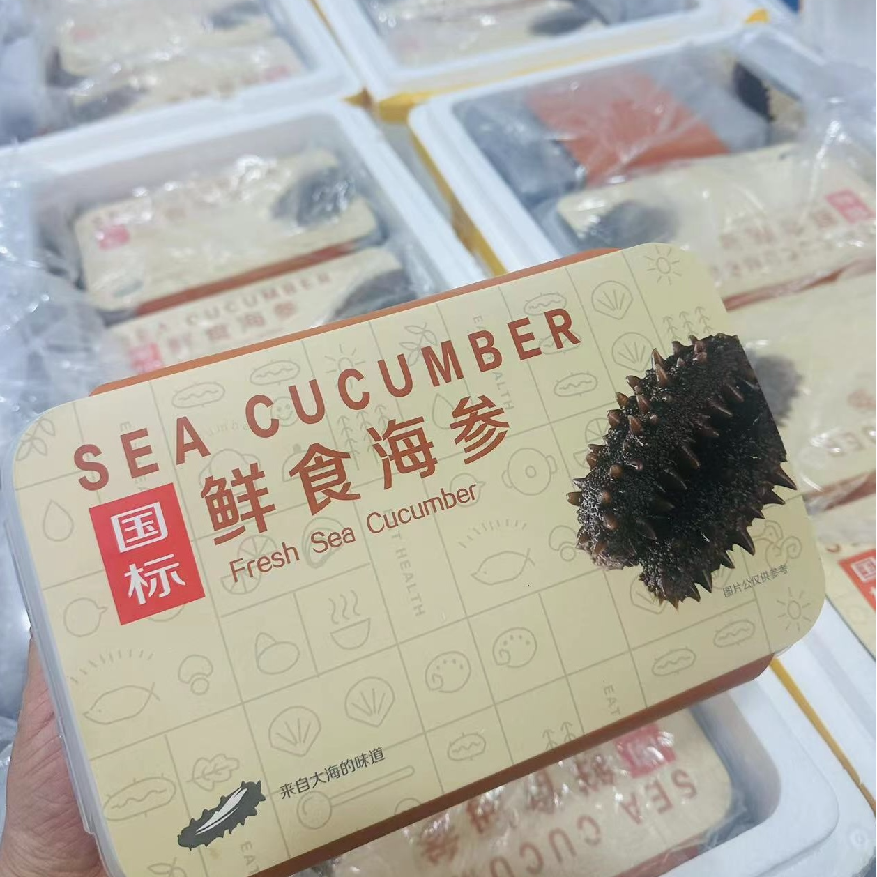 【玉姐精选】应夏季大连国标六排刺辽参不软趴鲜食巨无霸超厚肉系列