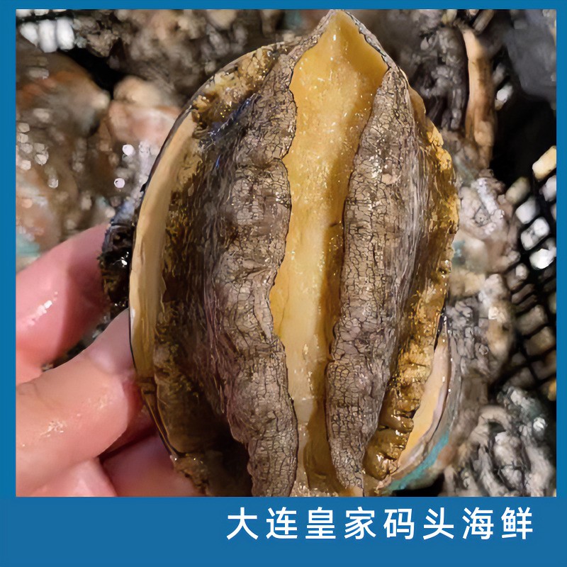 大连本地鲜活鲍鱼3-6个头左右 {保鲜不保活 }