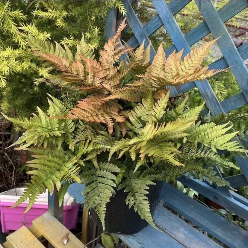 （彩虹蕨）室内耐阴好养懒人绿植盆栽