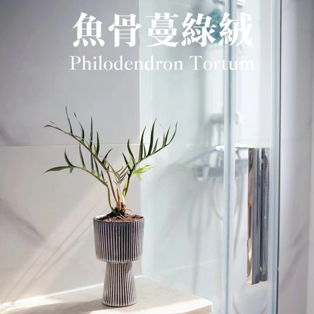 （鱼骨蔓绿绒）室内耐阴观叶好养绿植盆栽