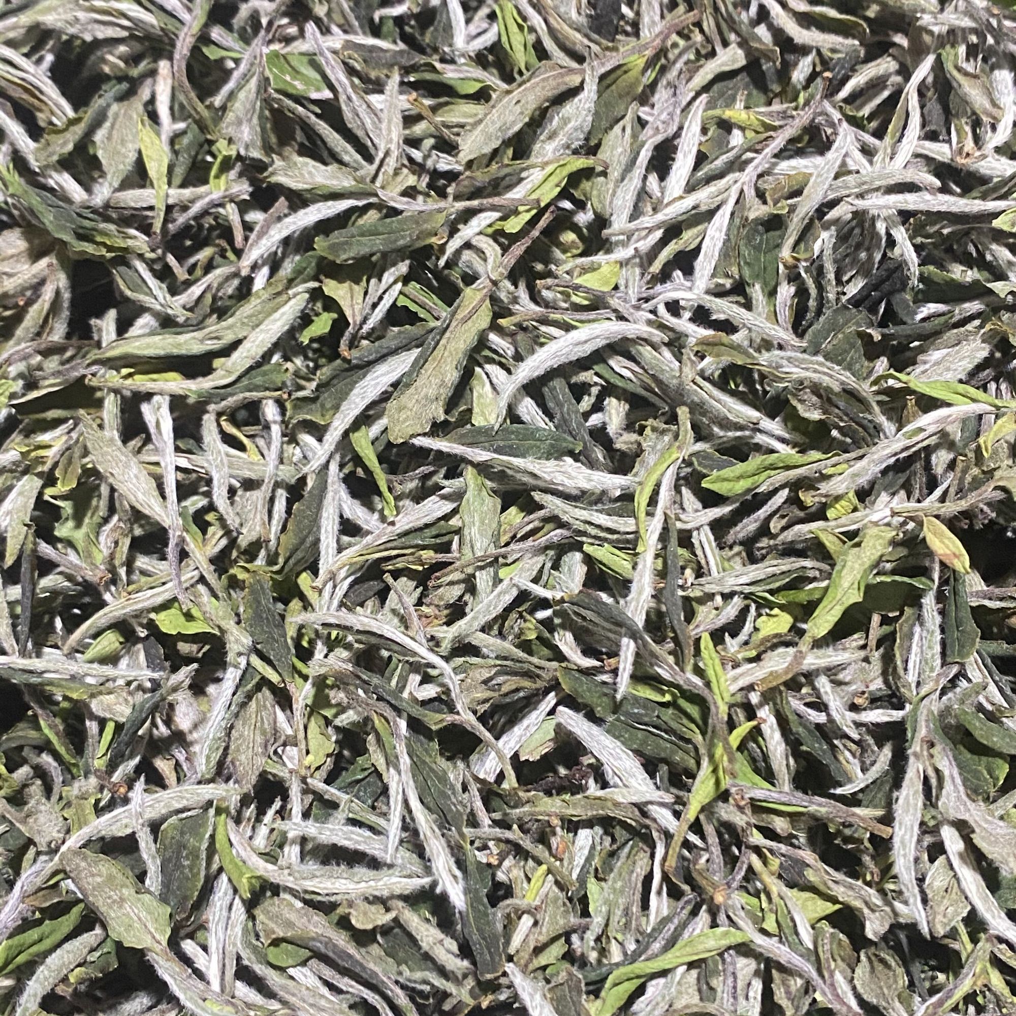 2022年<初雪>白牡丹磻溪大洋山福鼎白茶