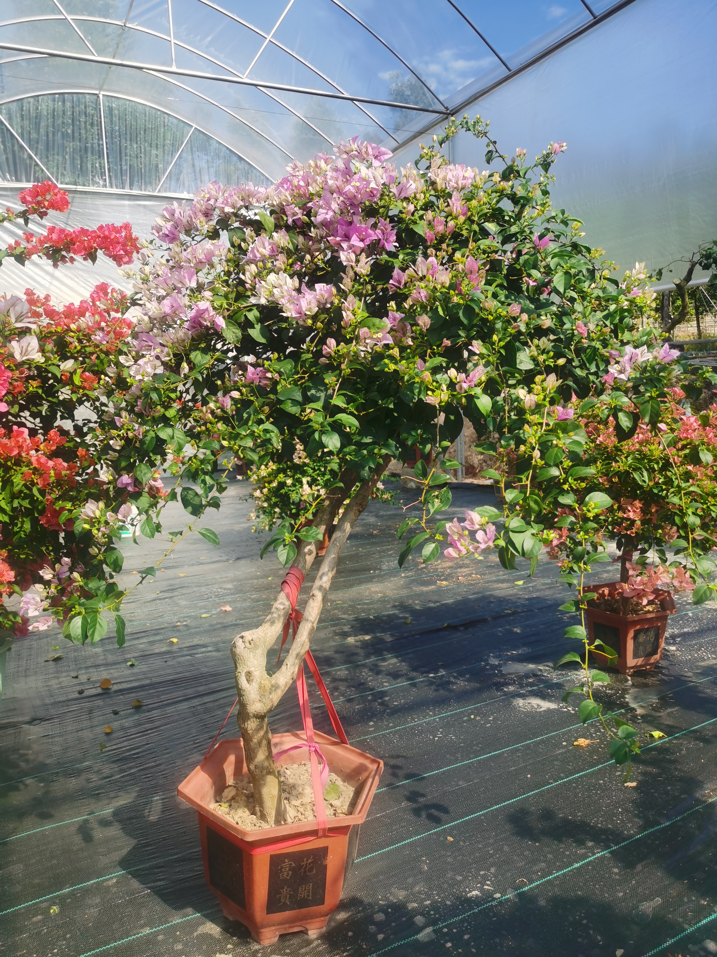 【一物一拍】精品盆景三角梅斜飘造型高端客厅阳台庭院雪紫