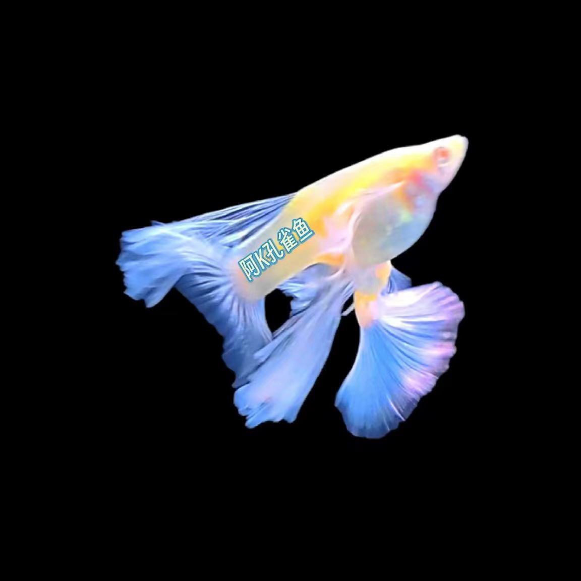 孔雀鱼定价专拍链接