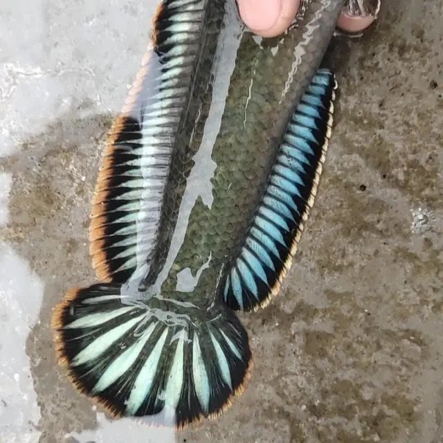 彩虹七星雷龙淡水鱼观赏鱼观赏七彩雷龙耐看雷龙鱼彩虹雷龙