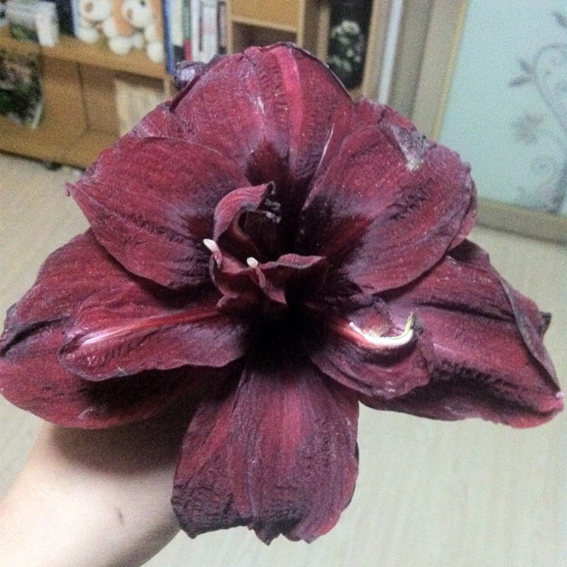 球迷朱顶红绣球 黑红色重瓣