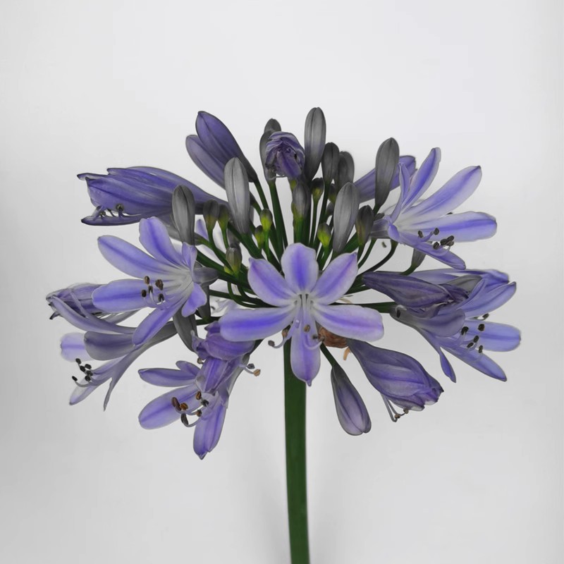 百子莲黎明 淡蓝色庭院花卉