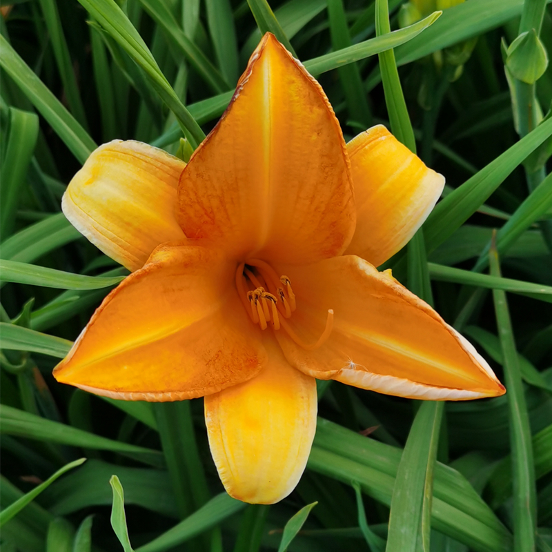 金黄色萱草哥伦比亚皇