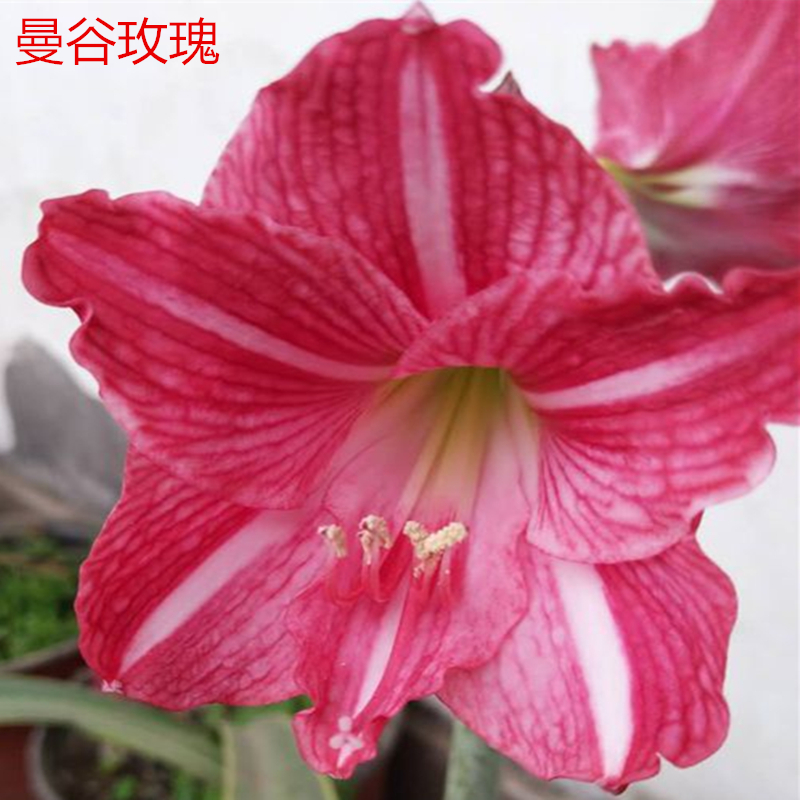 白肋朱顶红曼谷玫瑰
