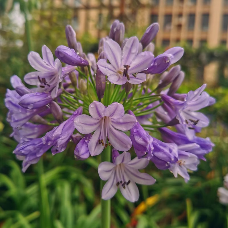 百子莲花园桌 经典品种