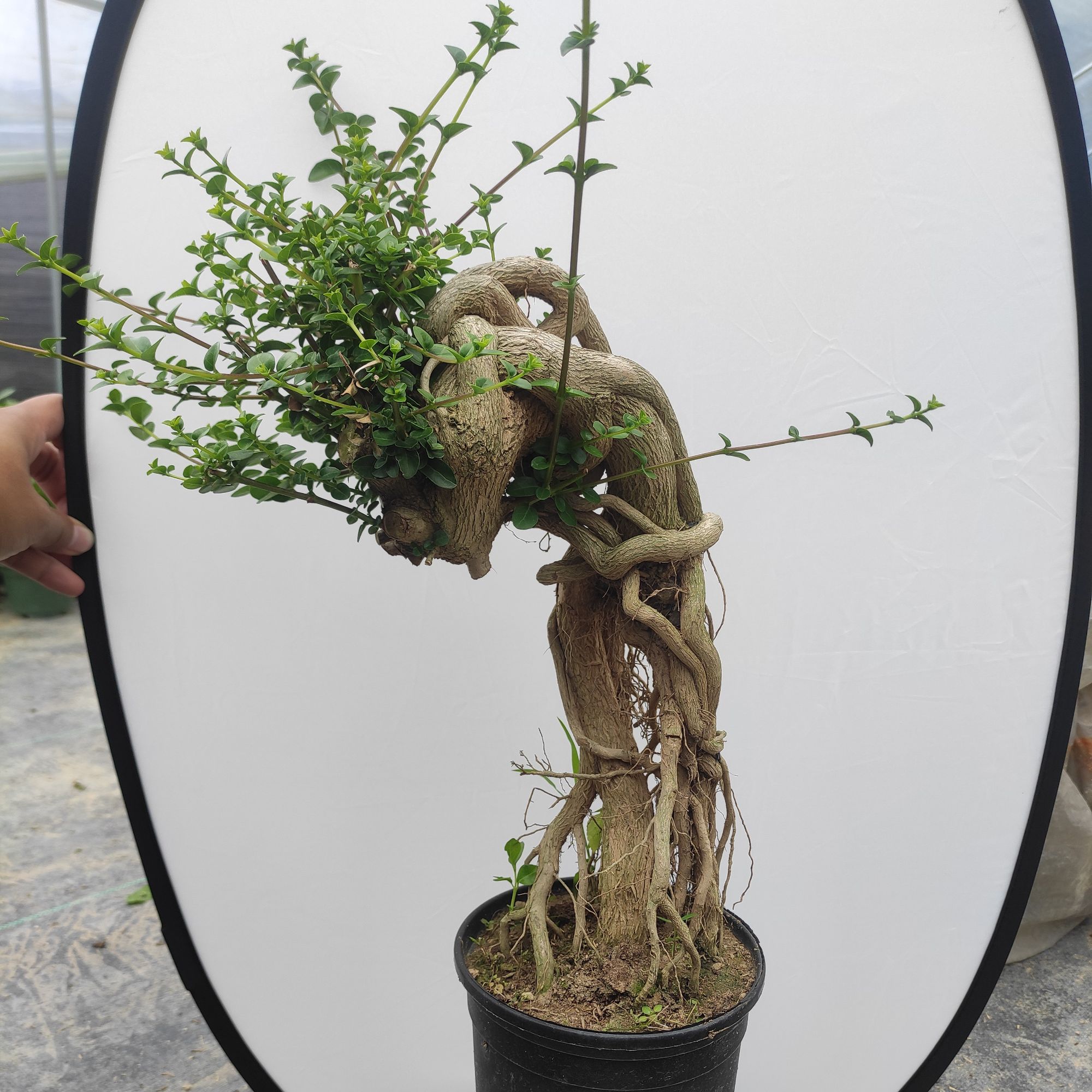 寿娘子盆景怪异根提根常绿植盆栽基地直销银杏树黄荆黄杨