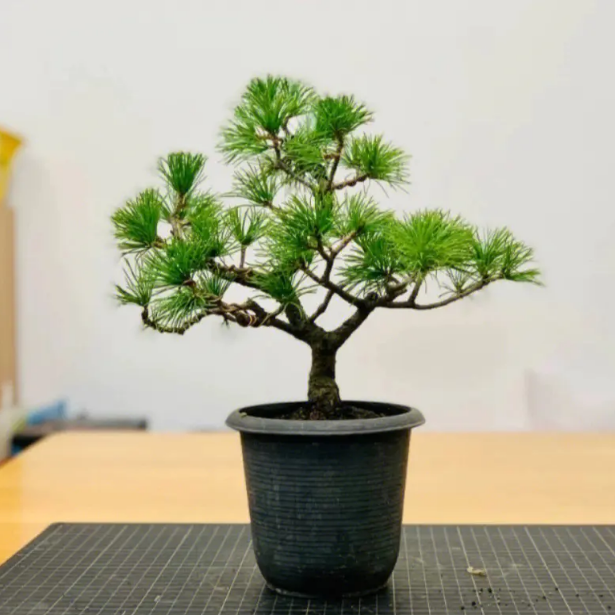 五针松盆景【一物一拍】阳台庭院养殖