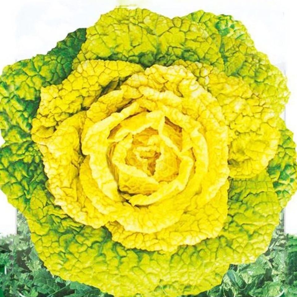农田耐寒蔬菜纤维少菊花心易种种子金满地黄心乌乌塌菜种子