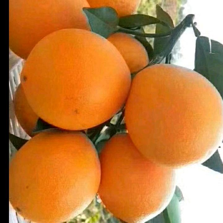 正宗赣南脐橙，皮薄多汁新鲜采摘，现摘现发中果20斤装九省包邮