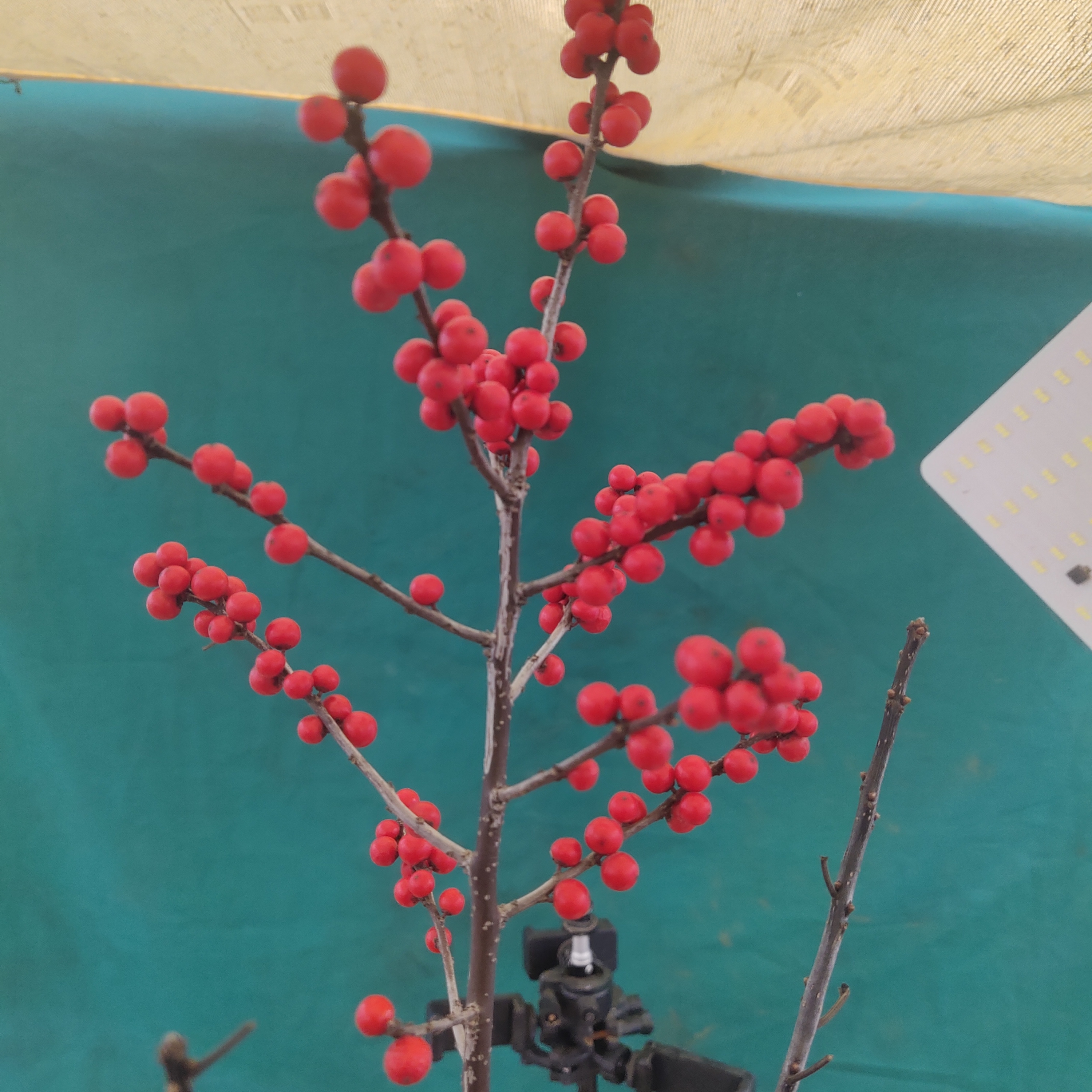 北美冬青地栽苗