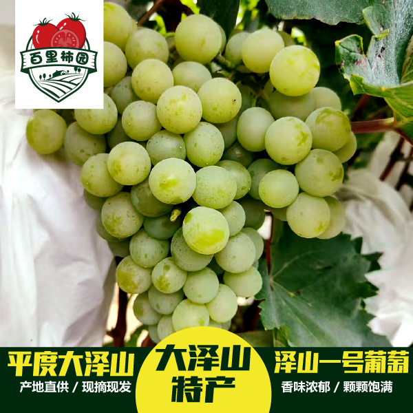 平度大泽山泽山一号（白玫瑰）葡萄酸甜爽口皮薄汁多现摘现发