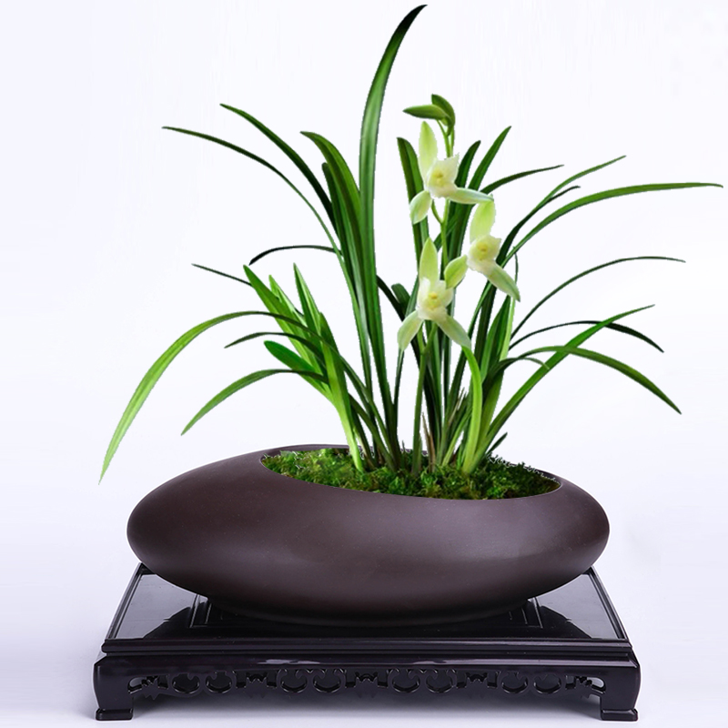 紫砂兰花花盆创意文竹盆景盆蝴蝶兰客厅吊兰绿植盆带托盘个性陶瓷