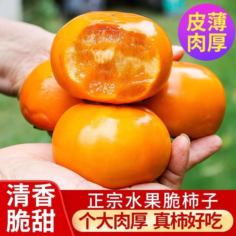 脆柿子脆甜广西恭城新鲜应季水果现摘脆甜硬柿子巧克力柿子包邮