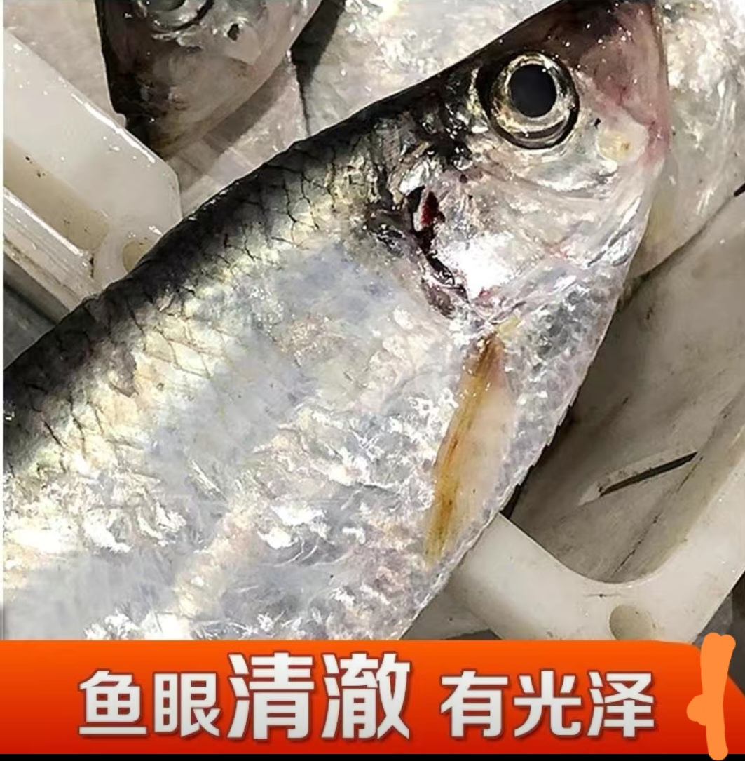 野生海捕白鳞鱼 曹白鱼 鳓鱼 白力鱼速冻锁鲜连云港发货