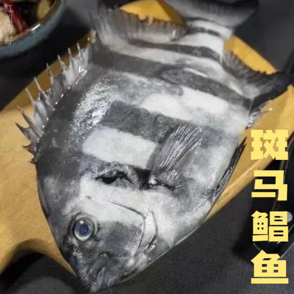 野生海捕斑马昌鱼 黑立鱼 斑马纹石鲷鱼新鲜速冻（7斤）连云港发货