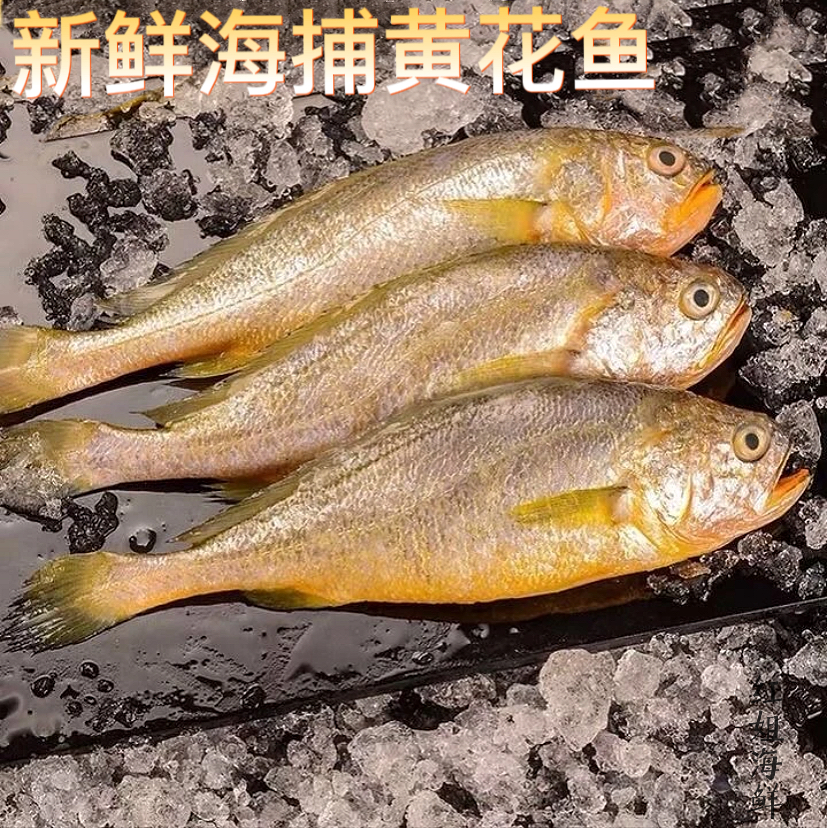 连云港发货 小黄花鱼