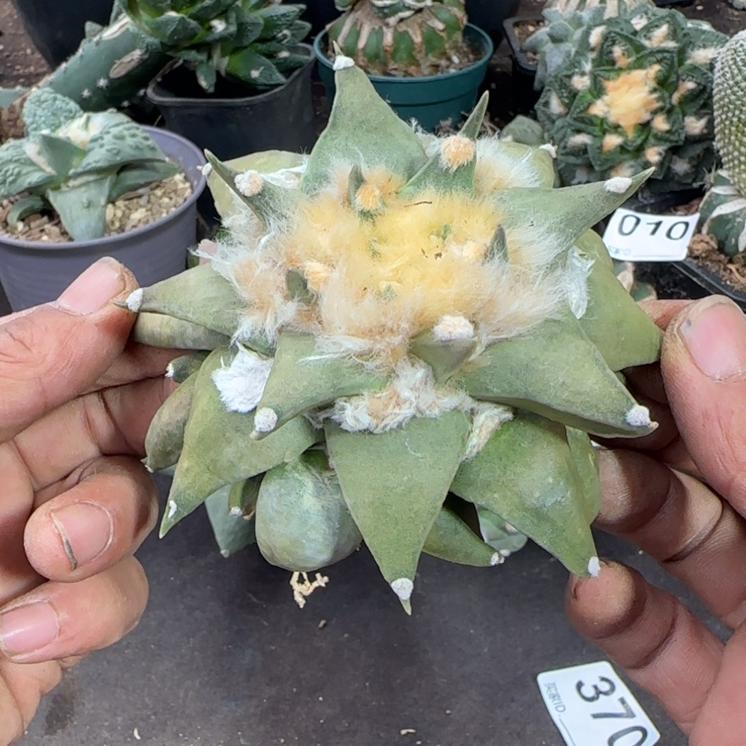 【闪购商品】实生10年原始三角牡丹414