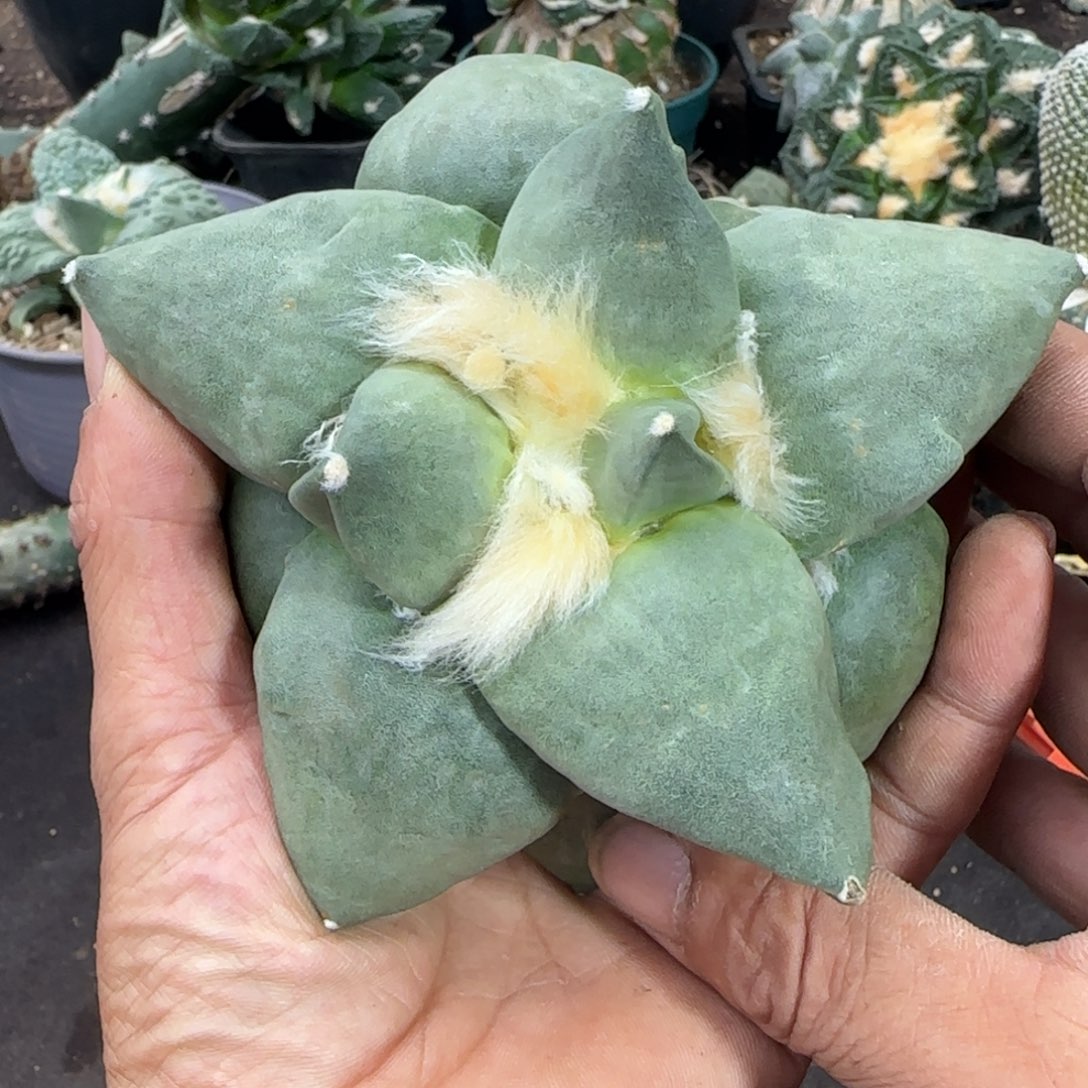 【闪购商品】13厘米自根大型青瓷牛舌401