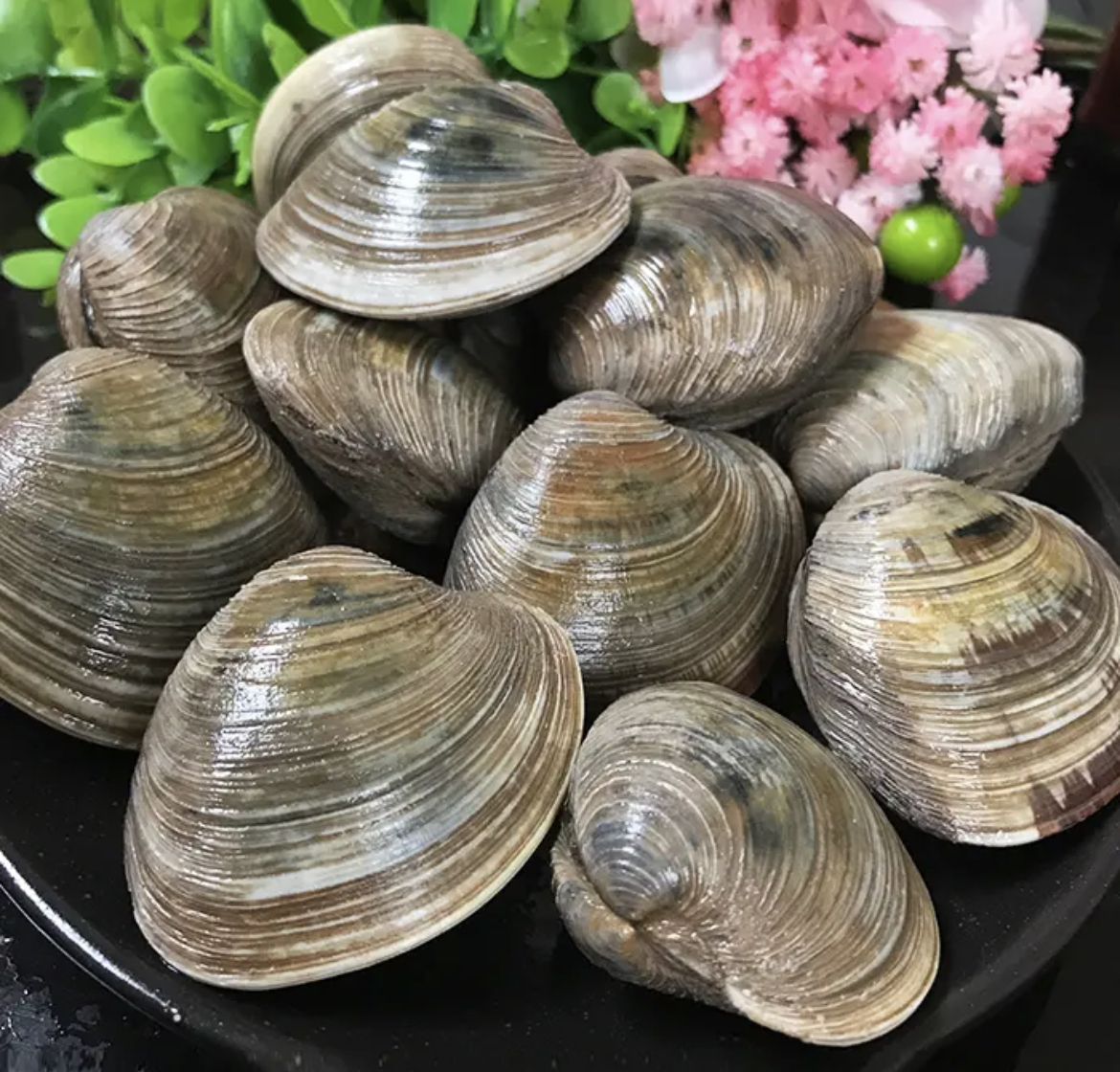 连云港 鲜活美贝 5-10斤装