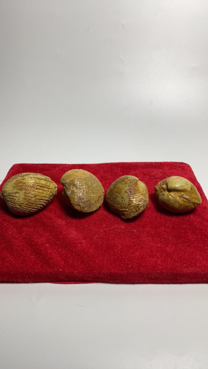 33号奇石4个贝壳化石如图
