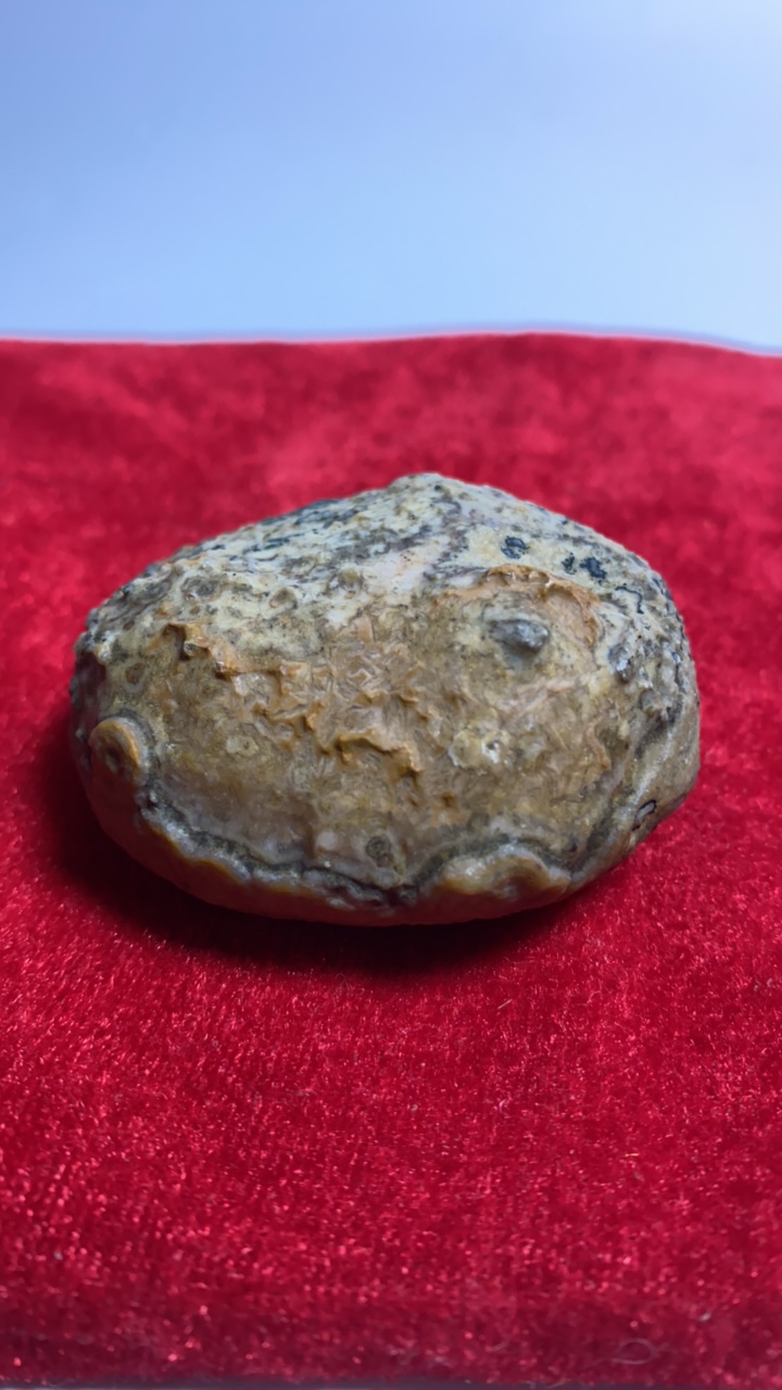 24号奇石象形石一物一拍