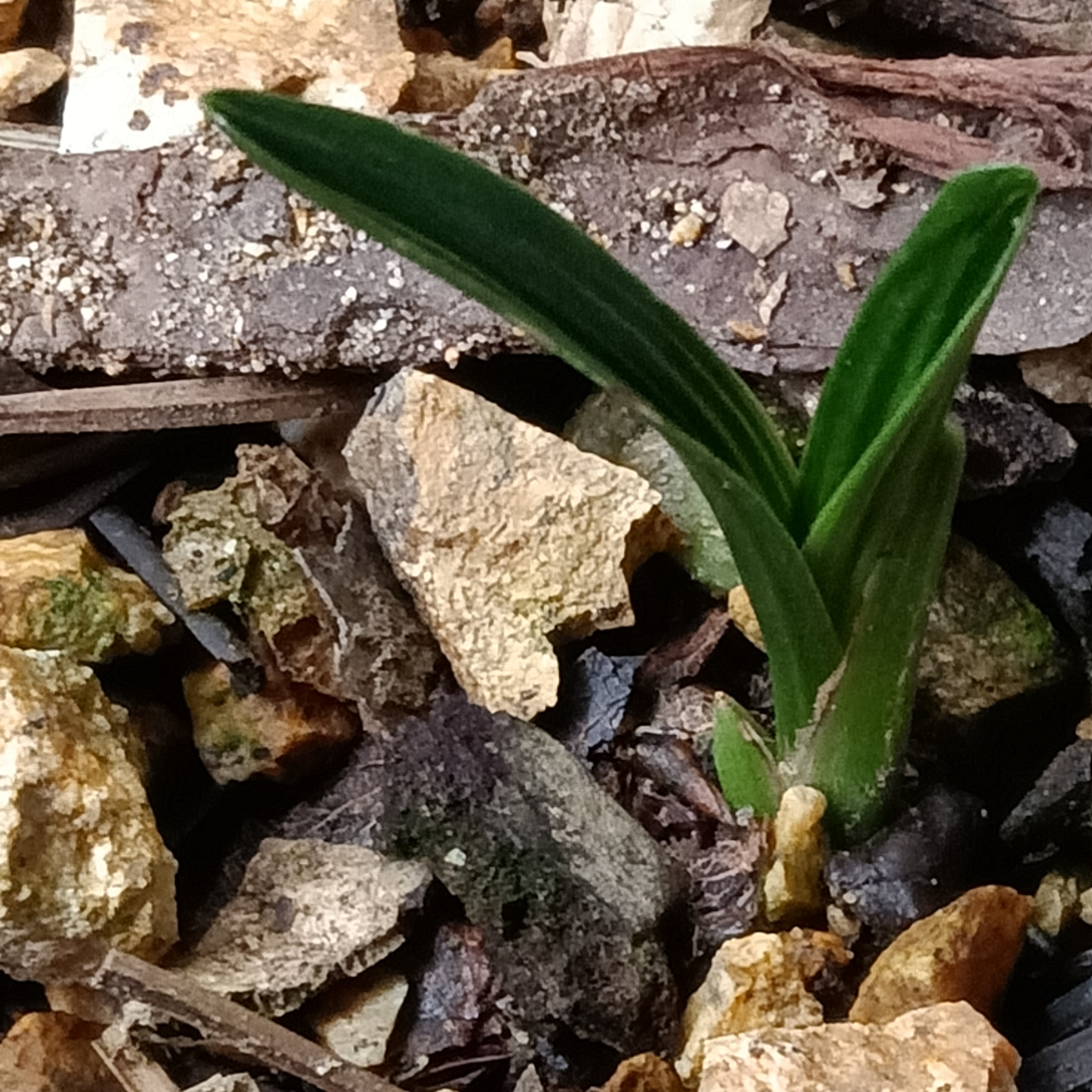 诚信兰花 （直播间一物一拍）请勿乱拍勿拍