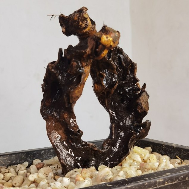 黄荆老桩镂空碳化品种组合景观（直播一物一拍）