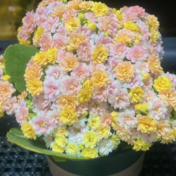 【柠檬水果糖】~稀有品种 大花苞鲜活